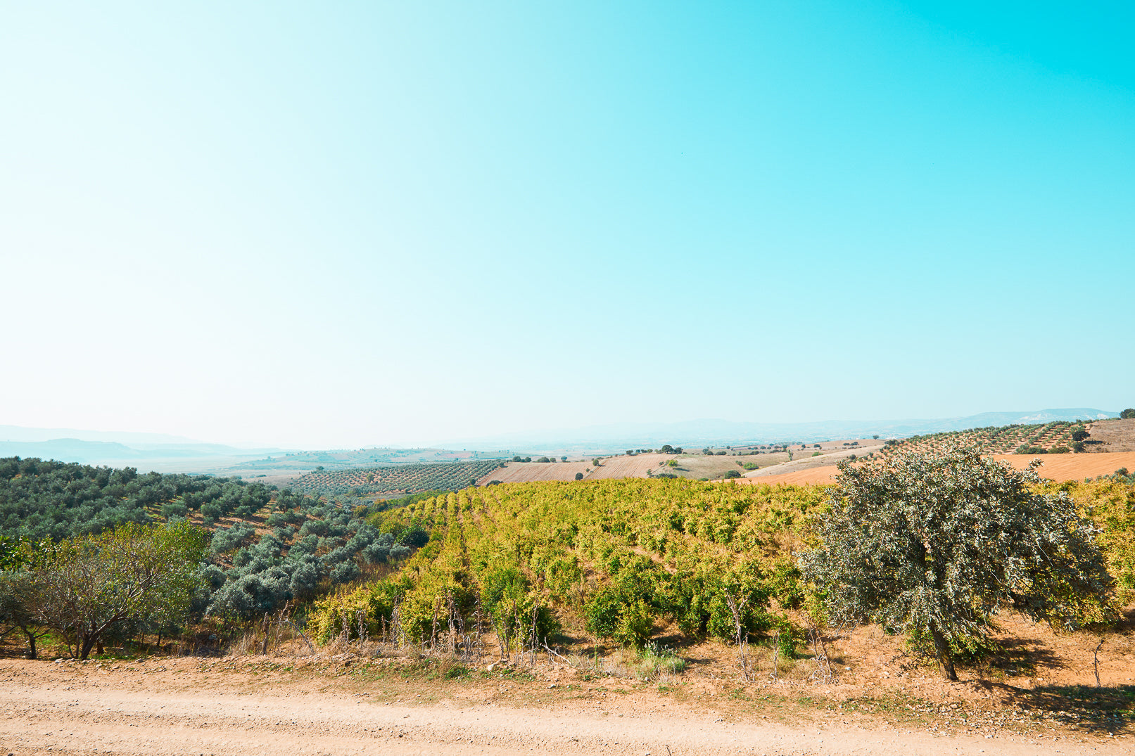 Babylife farms in Türkiye